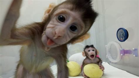 Evlenen maymun